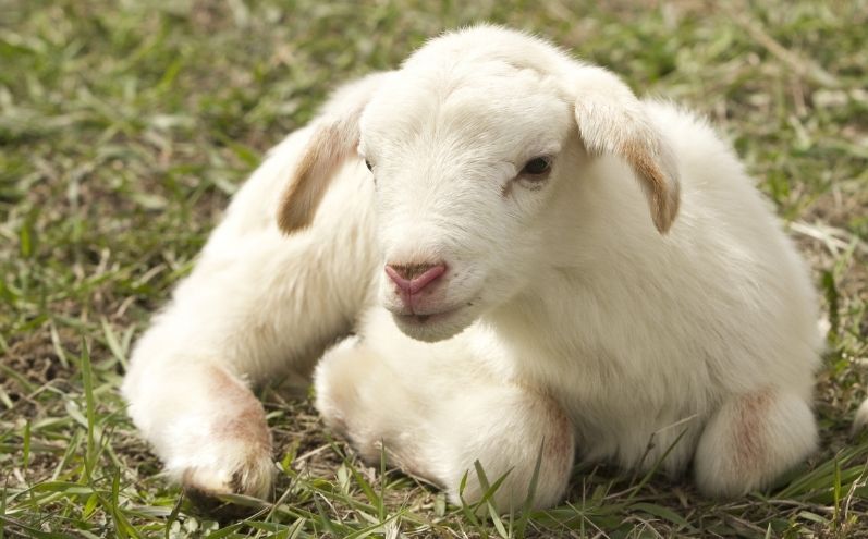 Il significato dei simboli della Pasqua Ebraica: L’agnello